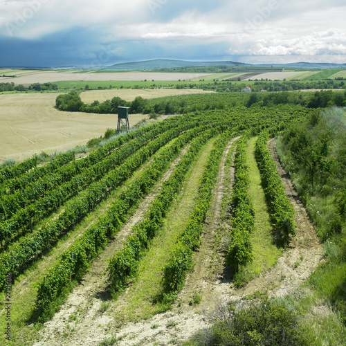 vineyard  Czech Republic