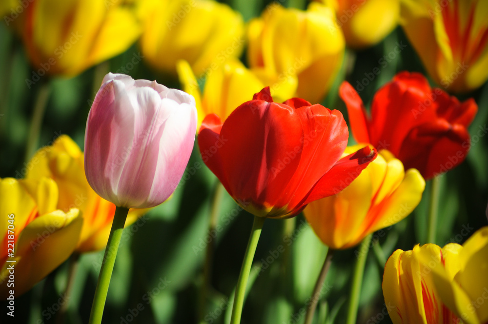 Beautiful tulips Beautiful tulips