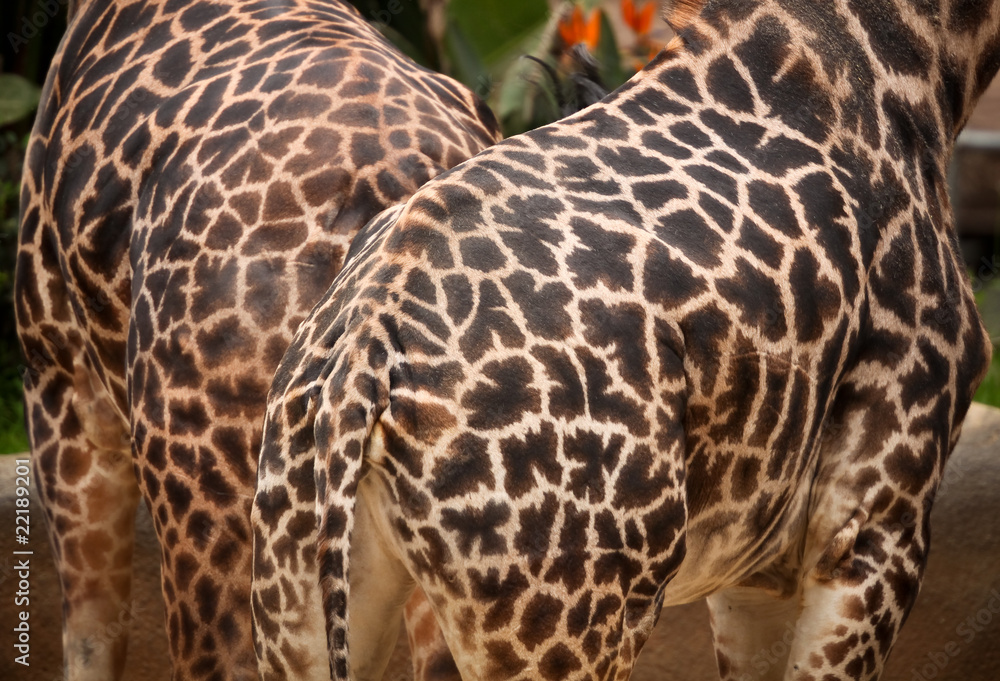 Naklejka premium Giraffe patterns