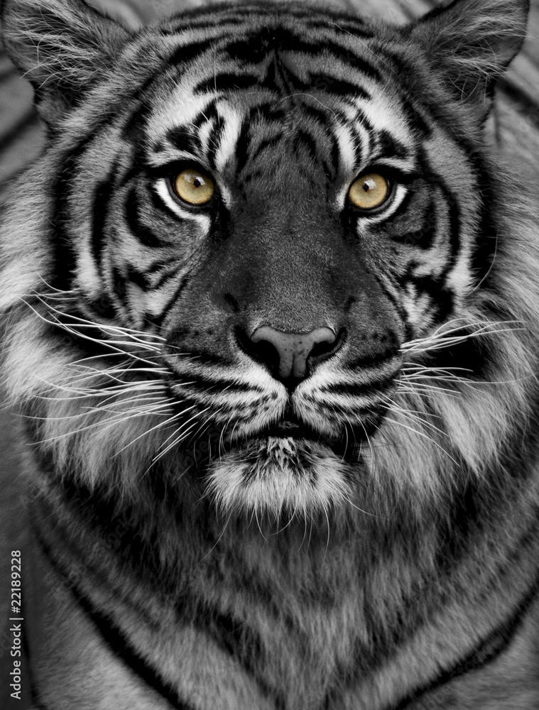 Fototapeta premium Tiger eyes