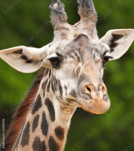 Fototapeta Naklejka Na Ścianę i Meble -  Giraffe portrait