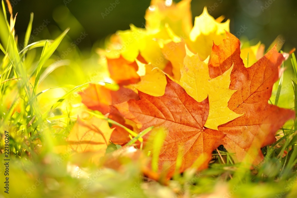 Autumn leaves background .