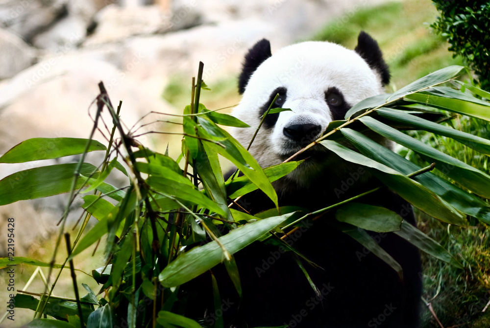 A giant panda is eating bamboo
