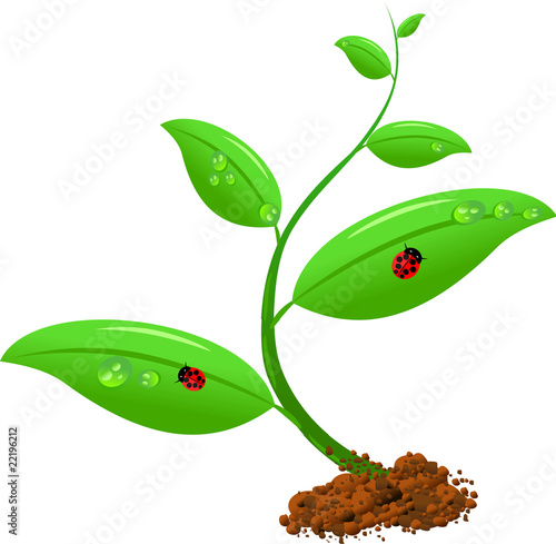 Newborn plant