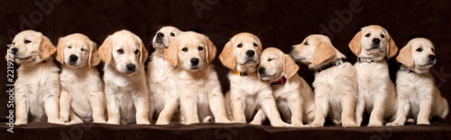 puppy-dogs photo