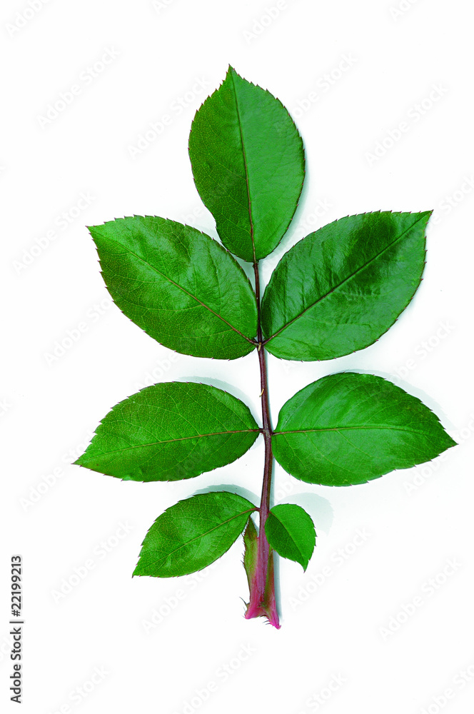 Fototapeta premium feuille de rosier