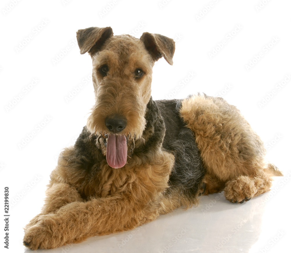 airedale terrier