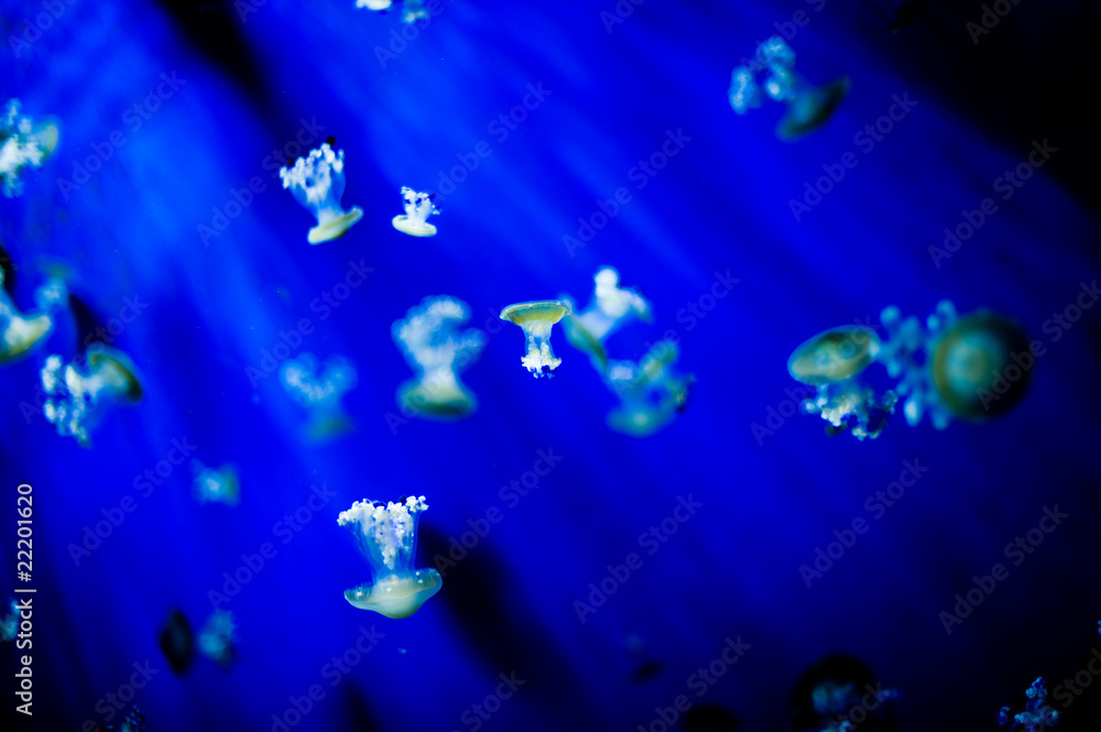 Meduse nel mare blu Stock Photo | Adobe Stock