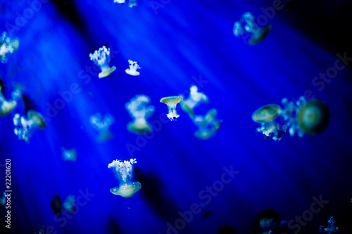 Meduse nel mare blu