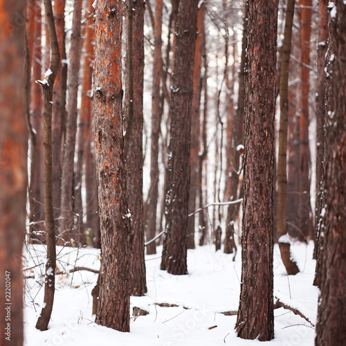 Scene in the cold winter forest.