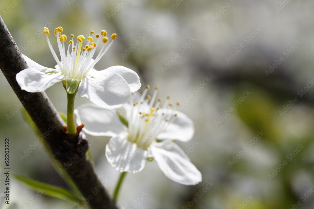 Prunus domestica / Zwetschgenblüte