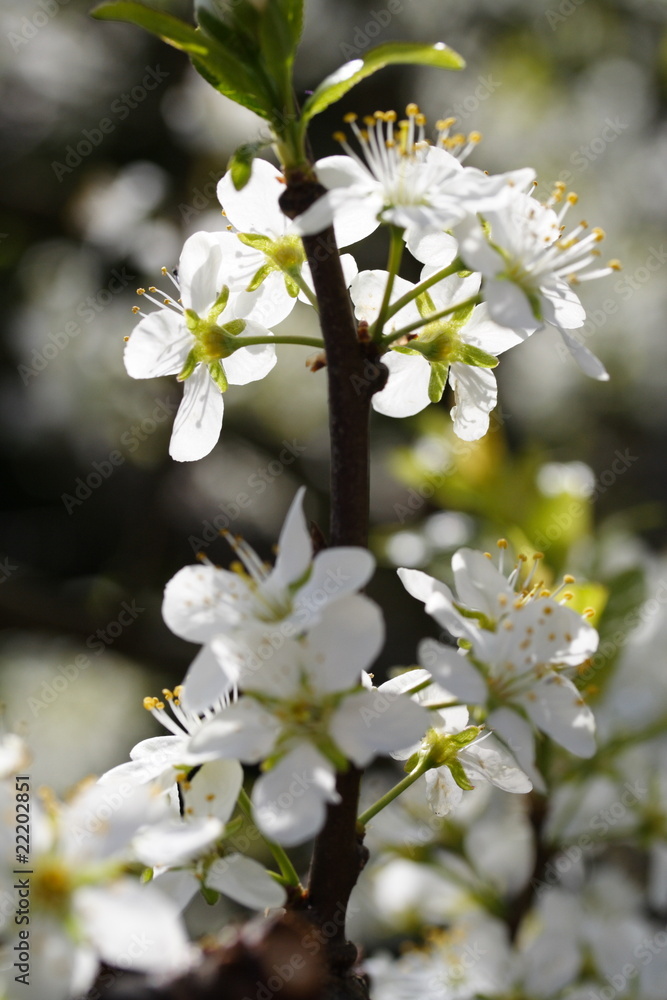 Prunus domestica / Zwetschgenblüte Z
