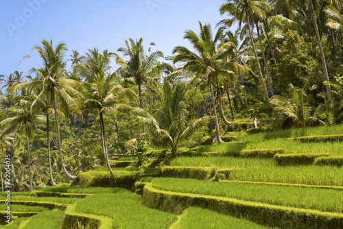 Kind on rice terraces, Bali, Indonesia
