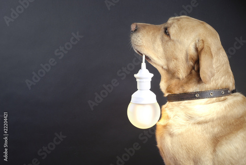 dog holding a lamp