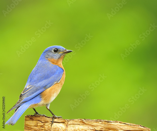 Eastern Bluebird © Richard L. Carlson