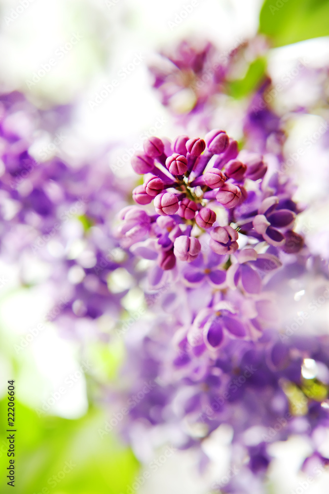 flowers on dark background, shallow dof flowers on dark background, shallow dof
