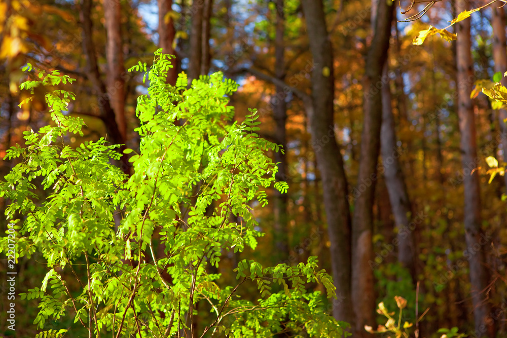 last green leaves, autumn forest, shallow dof