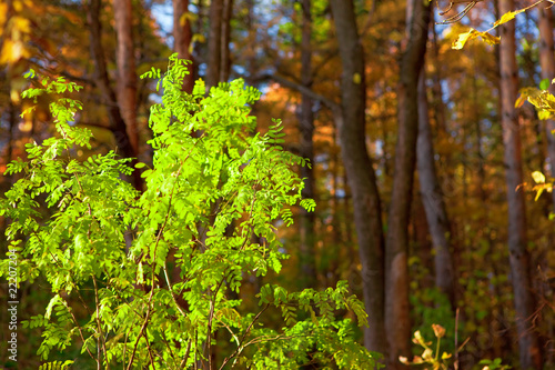 last green leaves, autumn forest, shallow dof