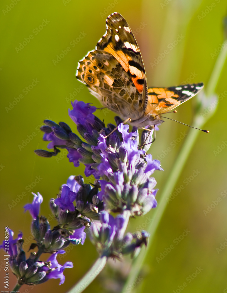 Fototapeta premium Papillon et lavande