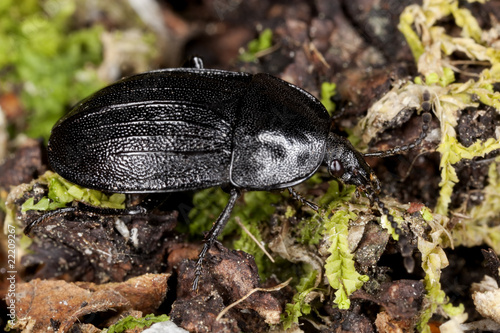 European carrion beetle (Phosphuga atrata) Macro photo.