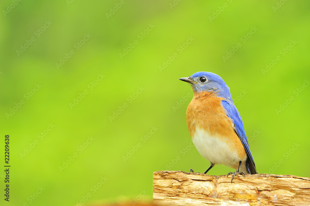 Eastern Bluebird