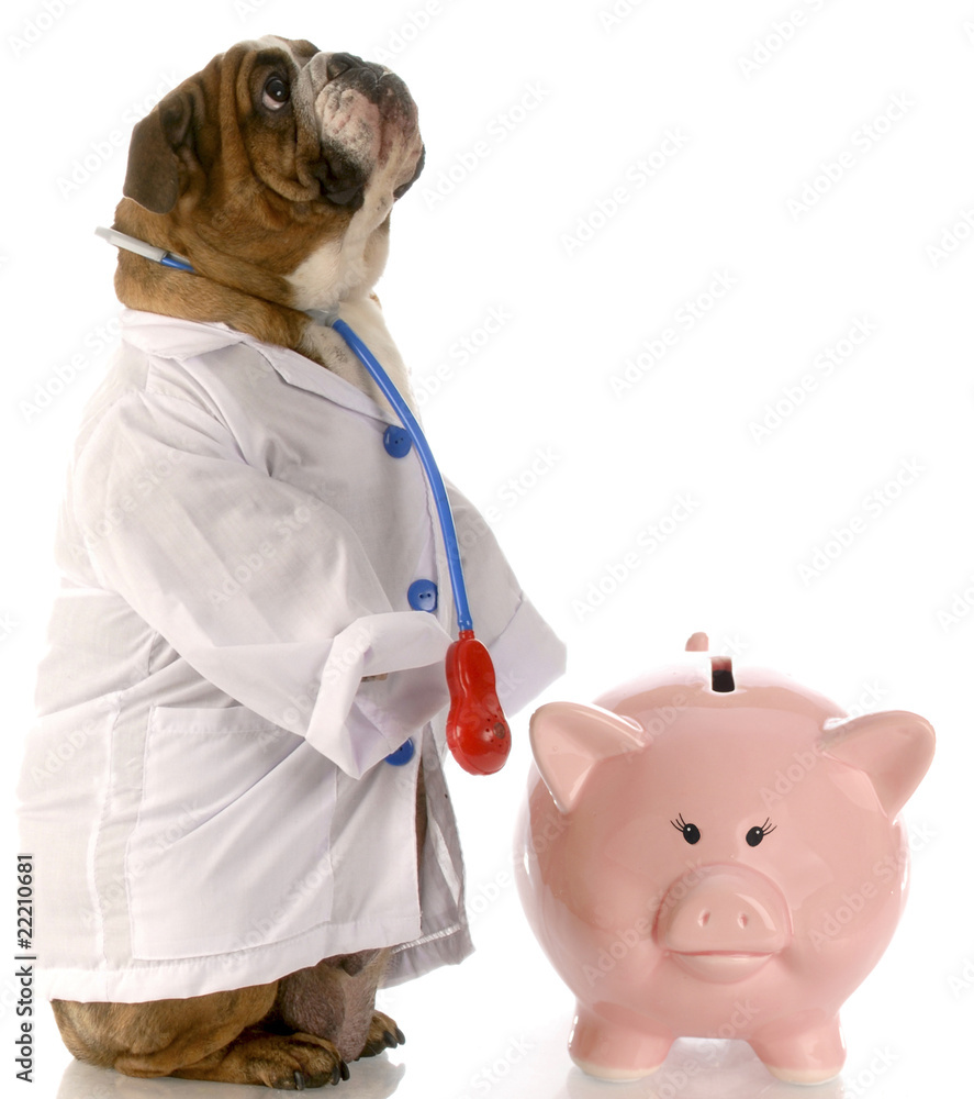 expensive vet bill StockFoto Adobe Stock