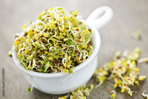 Alfalfa sprouts in a cup photo