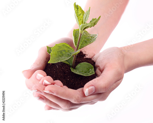 Young plant in hand over white.