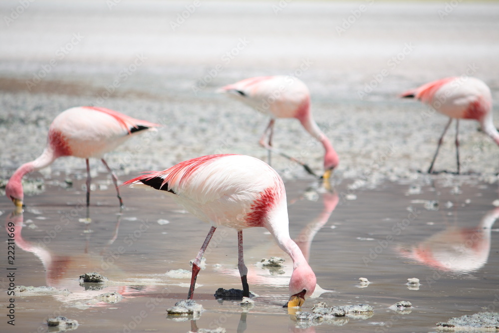 Obraz premium Flamingos