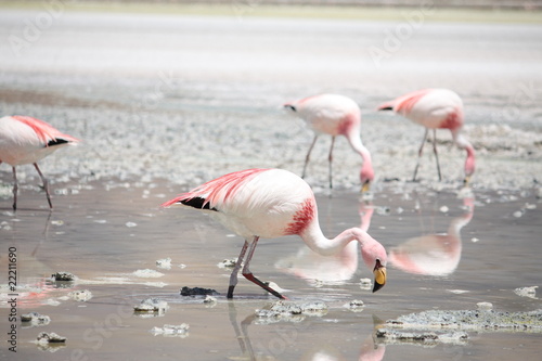 Flamingos © andreanord80