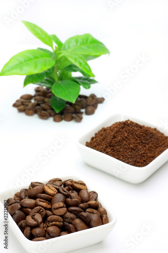 coffee beans and coffee tree