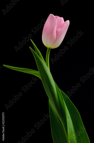 Tulip © Sergey
