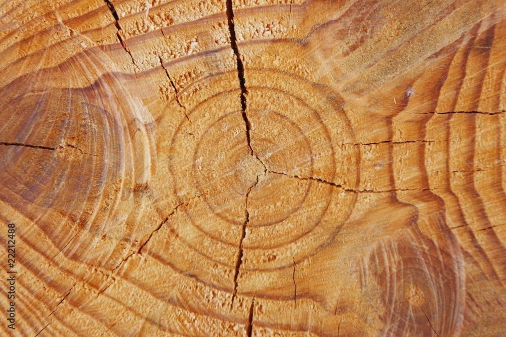 Fototapeta premium Zbliżenie z sosny zobaczył cięcia