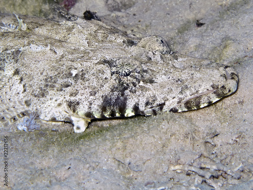 crocodile fish
