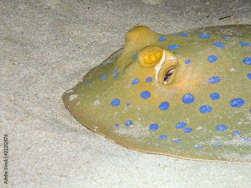 Blue-spotted ribbontail ray at the sea bottom