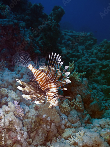 Lionfish and coral reef at background