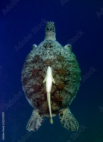 Sea turtle ascending