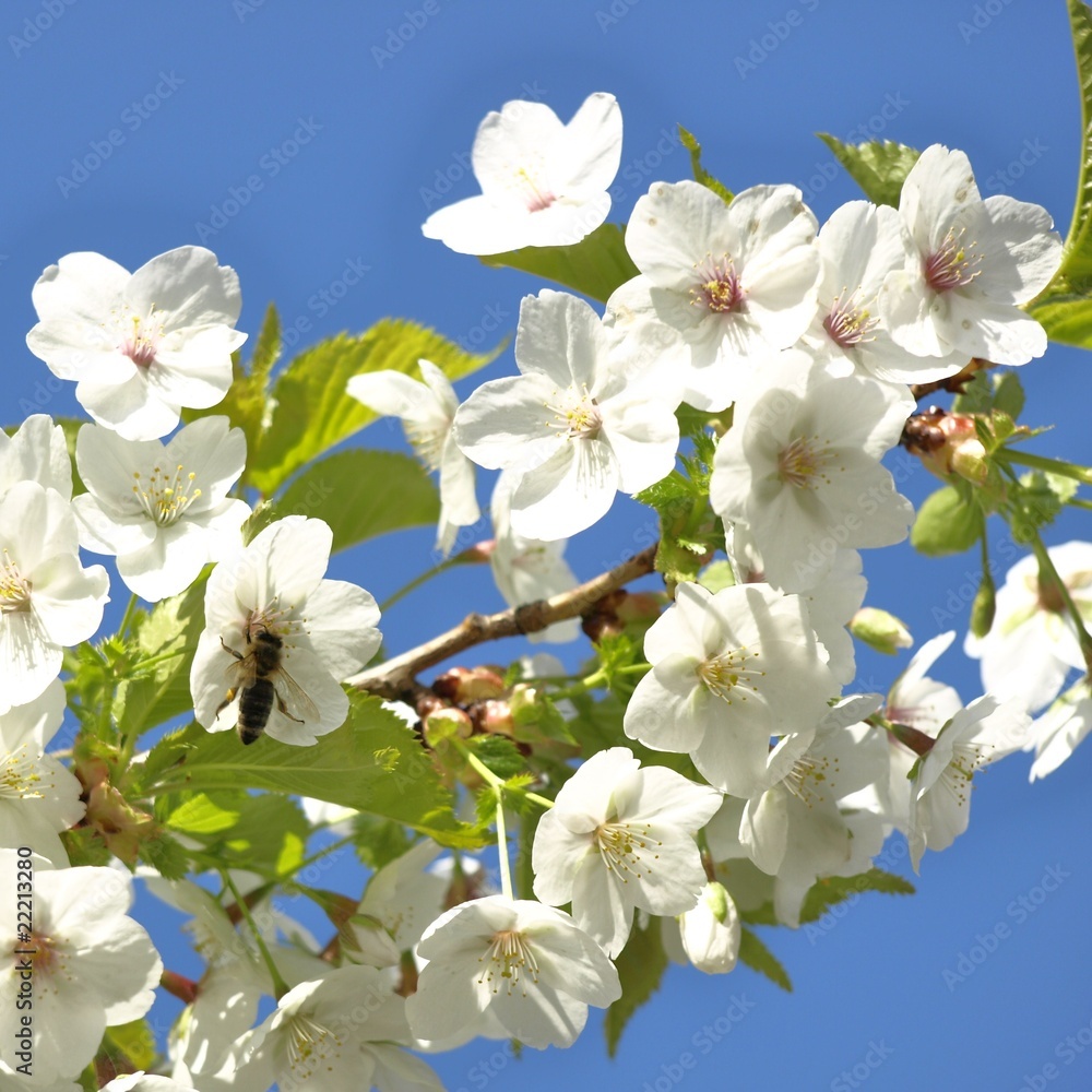 Fototapeta premium cherry tree with bee