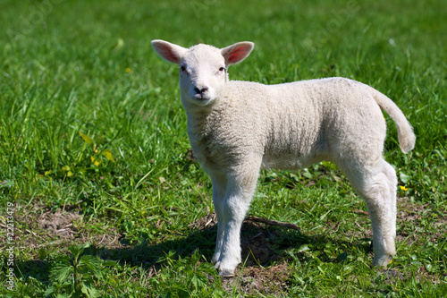 Lamb In Spring
