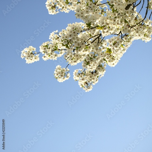 plum tree blossom