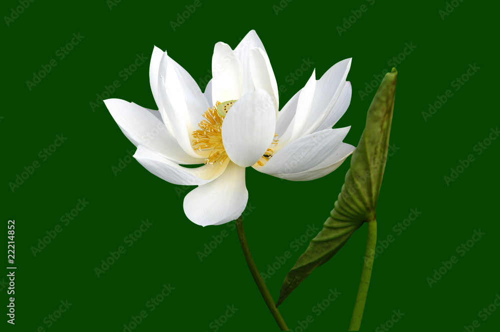 Obraz premium 莲花