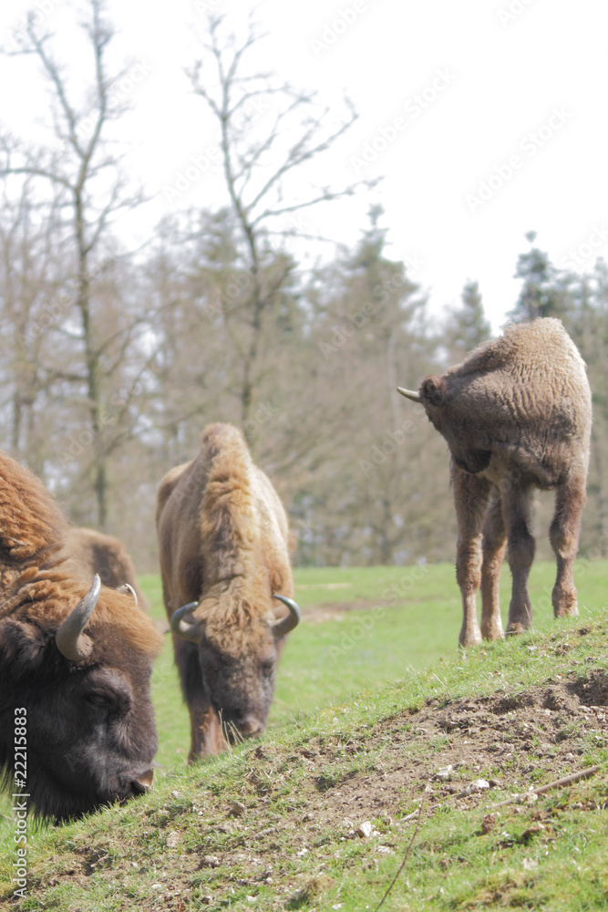 Fototapeta premium Wisents
