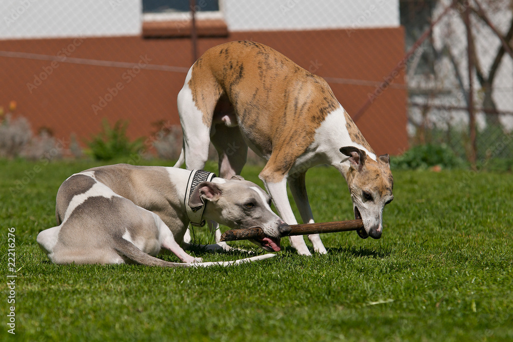 Fototapeta premium Zwei Hunde spielen mit Stock