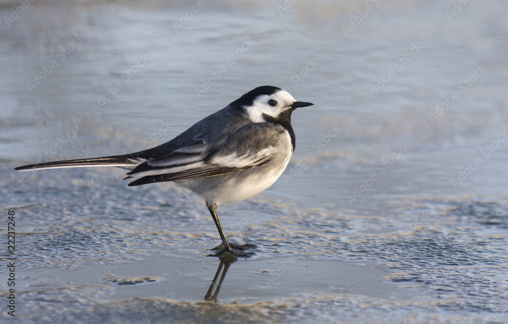 Wagtail Wagtail