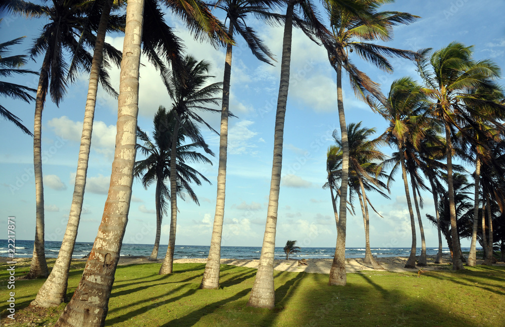 grove of coconut trees by beach corn island