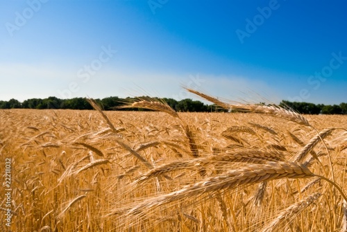ears of wheat