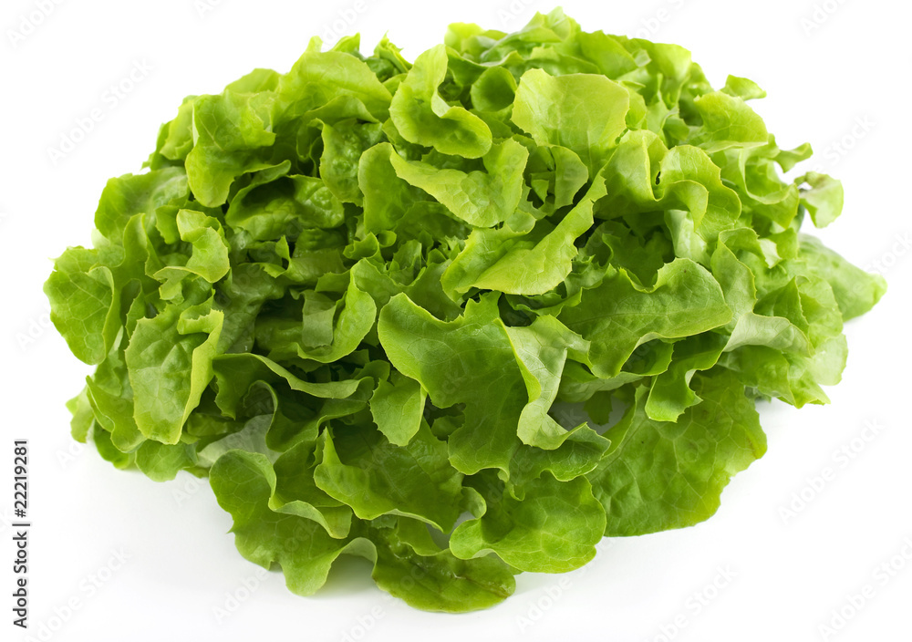 Kopfsalat Kopfsalat