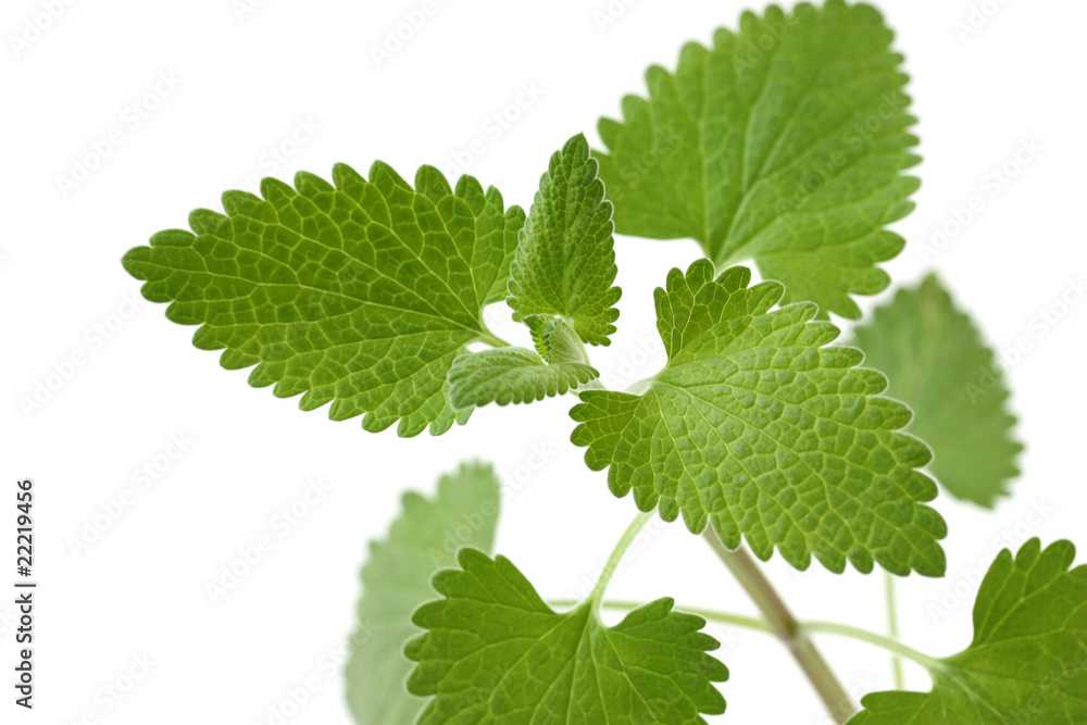 Catnip on a white background
