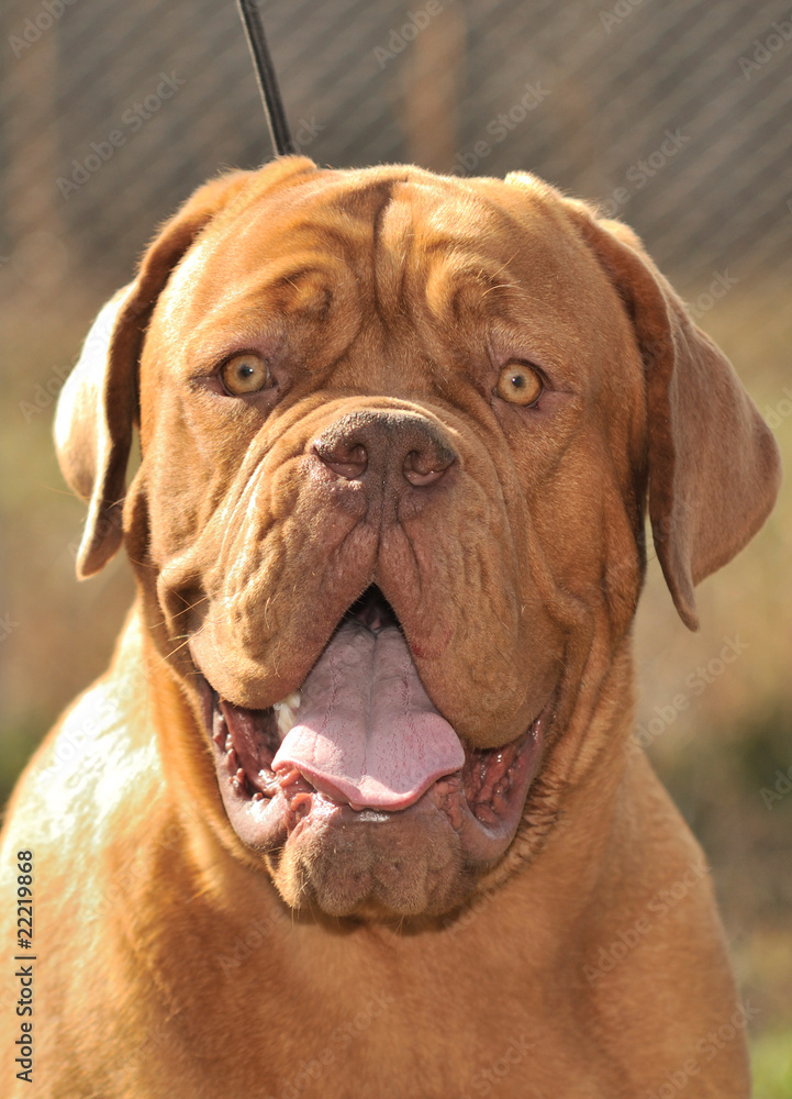 Portrait of friendly Dogue De Bordeaux 10 month old puppy