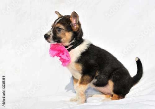 Cute puppy with rose bow is sitiing on counterplane © VitalyTitov
